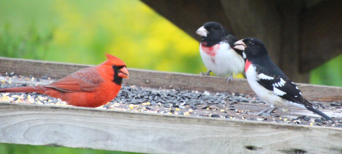 Rose-breasted Grosbeak - Stephen Price