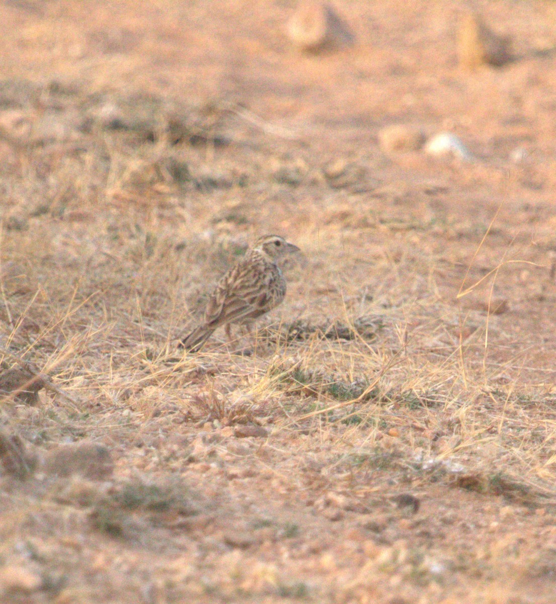 Indian Bushlark - PARTH PARIKH