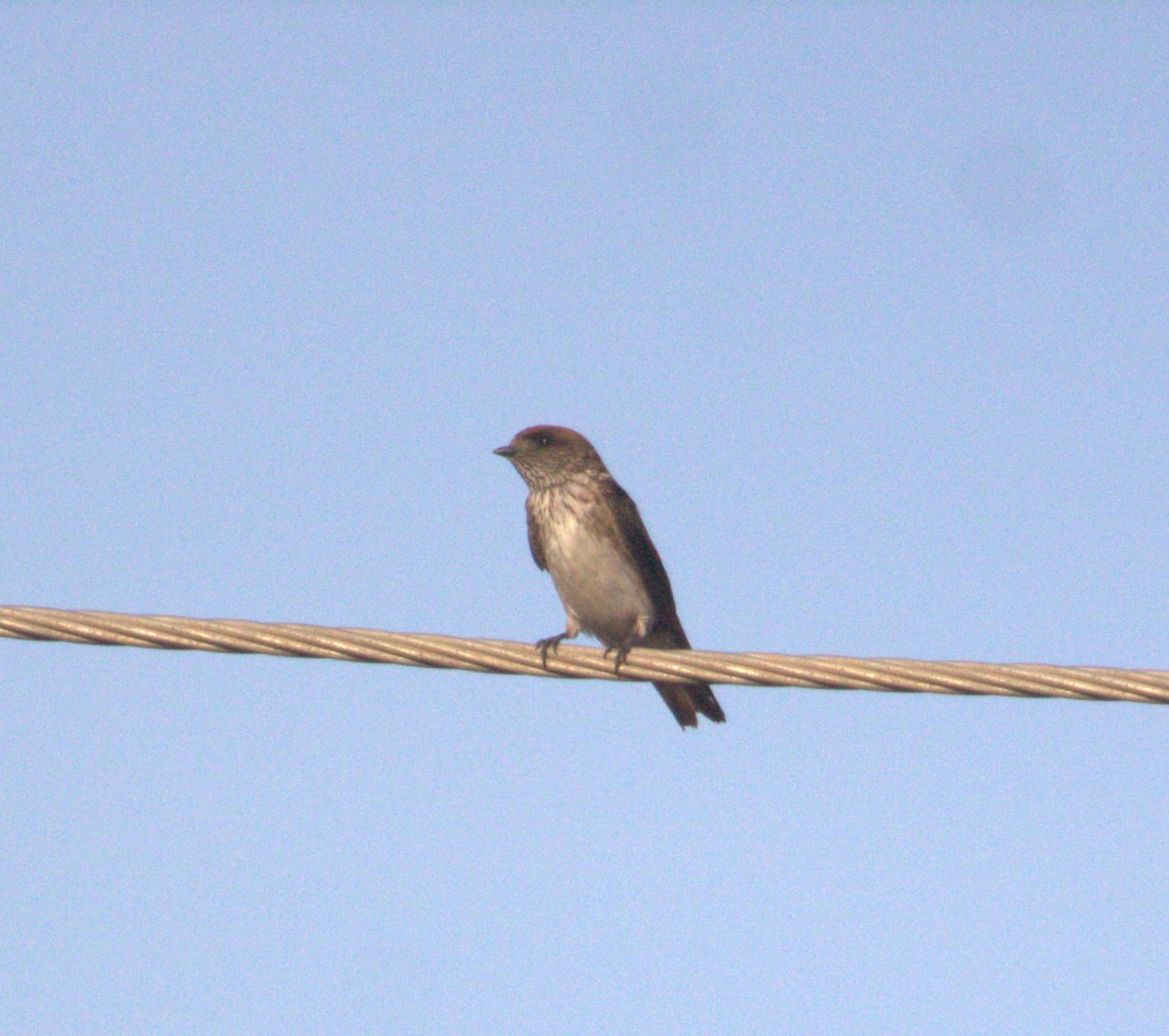 Streak-throated Swallow - PARTH PARIKH