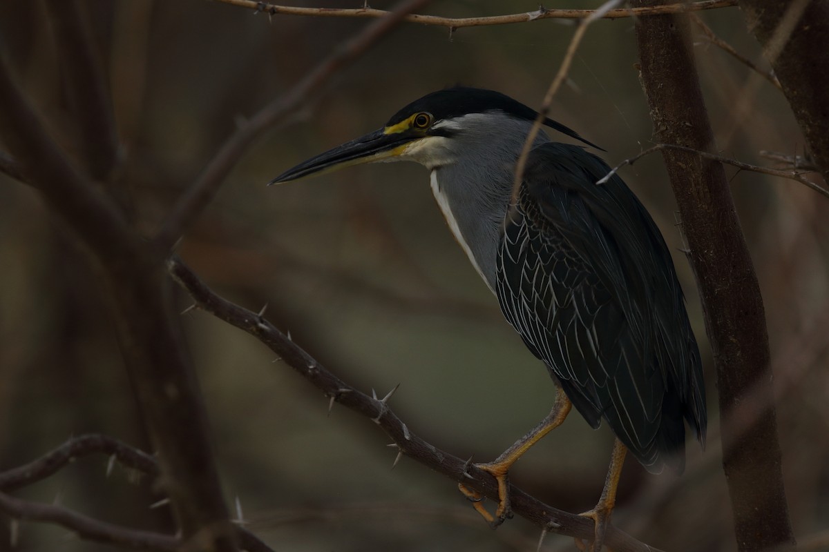 Striated Heron - ML617972067