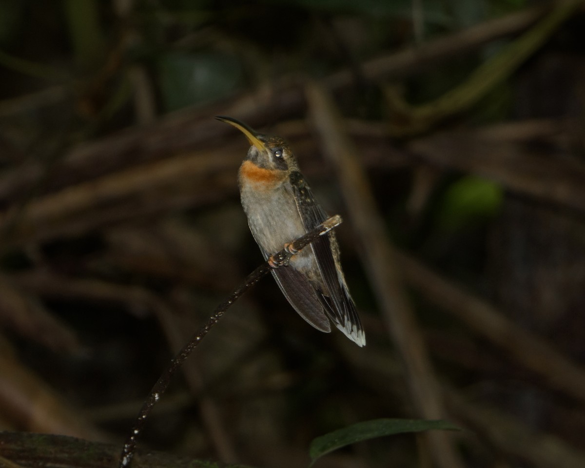 Полосатохвостый колибри-отшельник - ML617972084