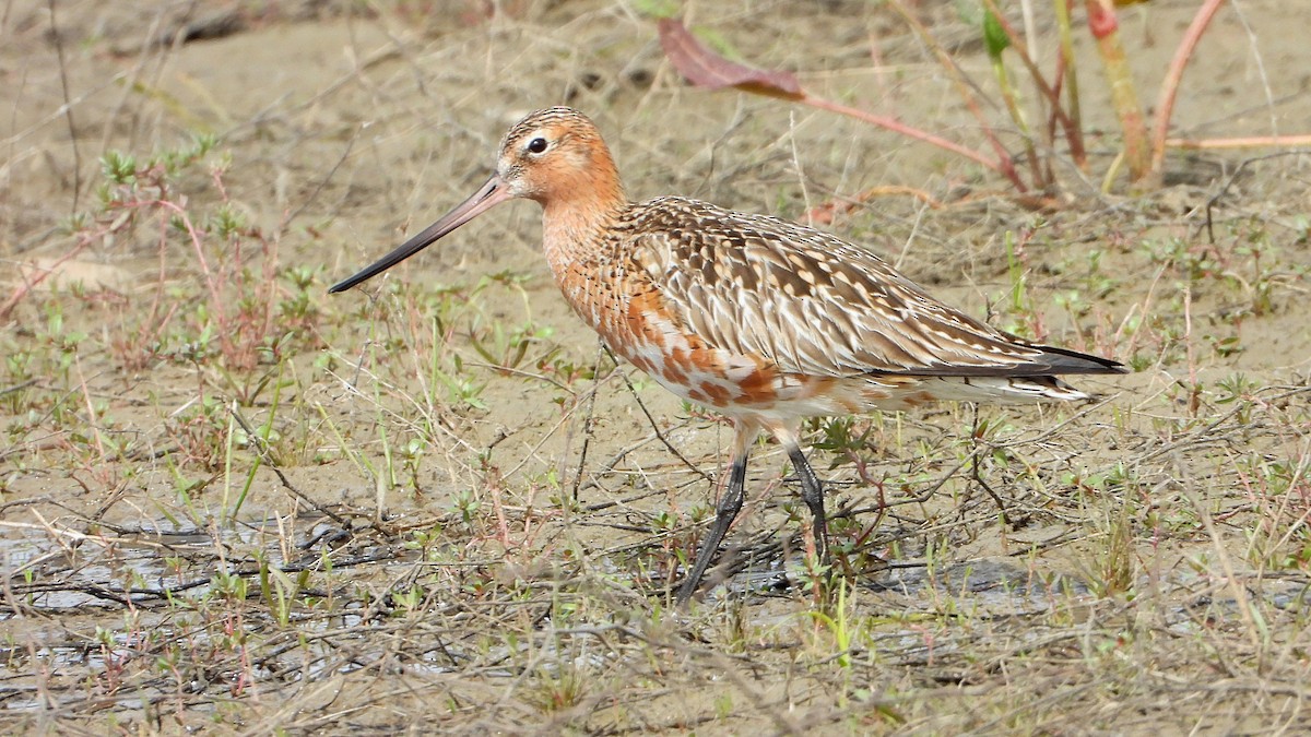 Bar-tailed Godwit - ML617972109