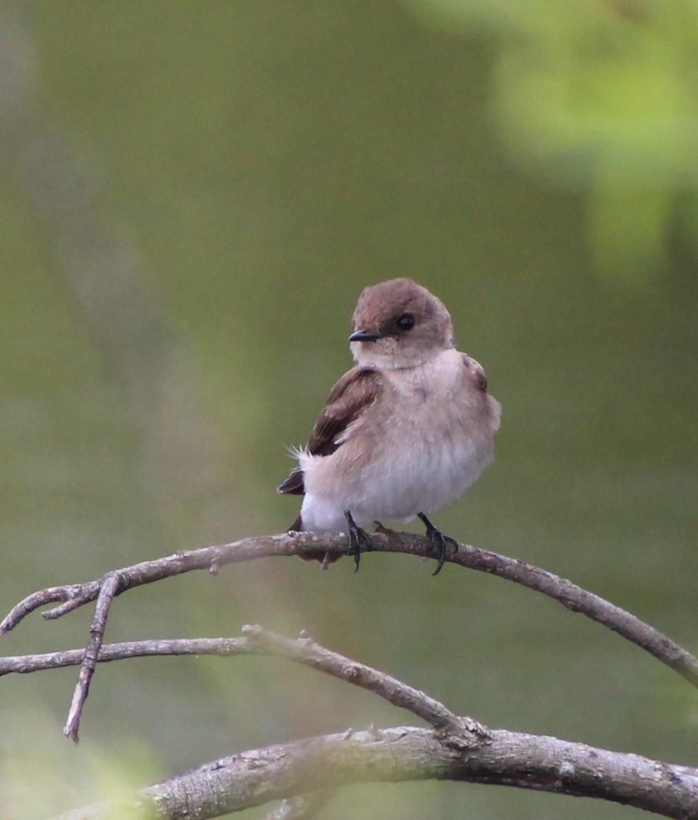 Northern Rough-winged Swallow - Stephen Price