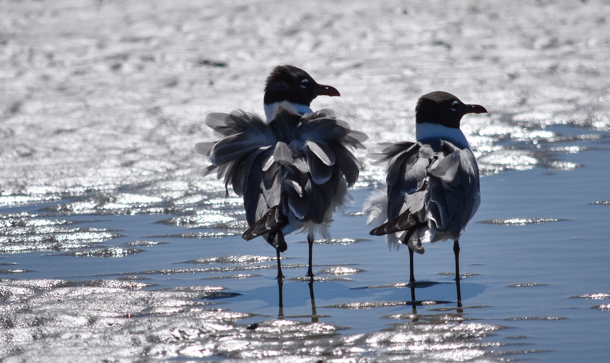 Laughing Gull - ML617972147