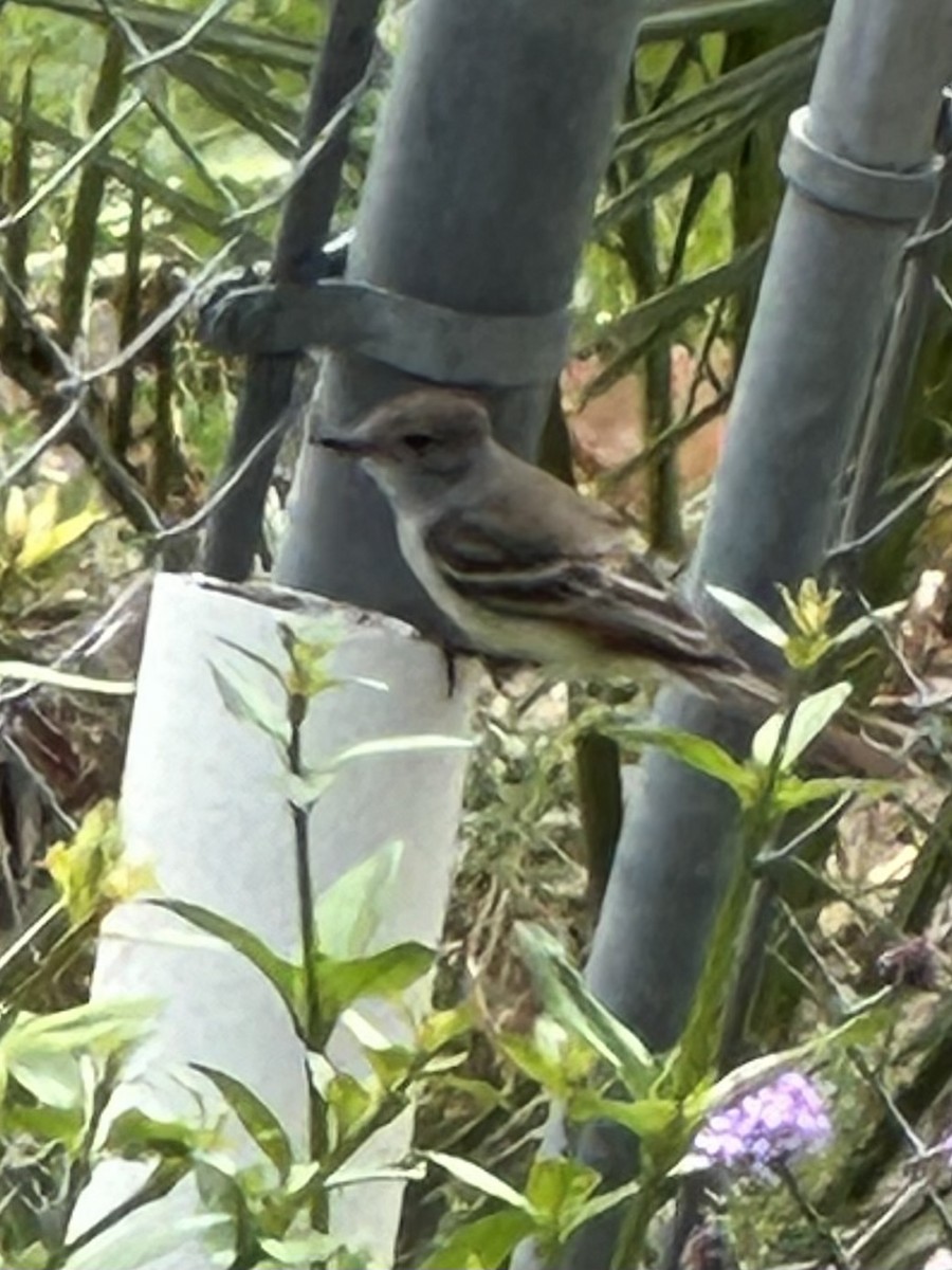 Ash-throated Flycatcher - ML617972162