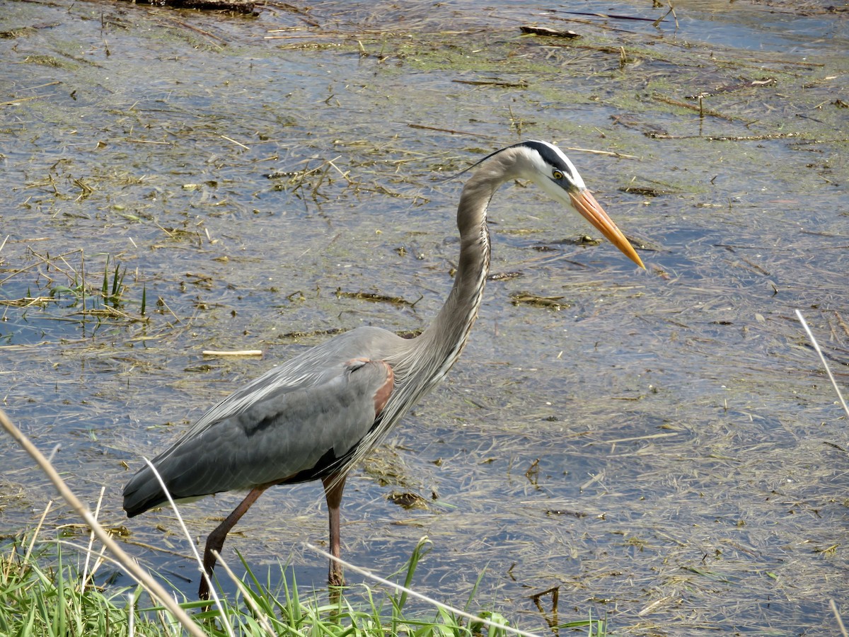 Great Blue Heron - karl  schmidt