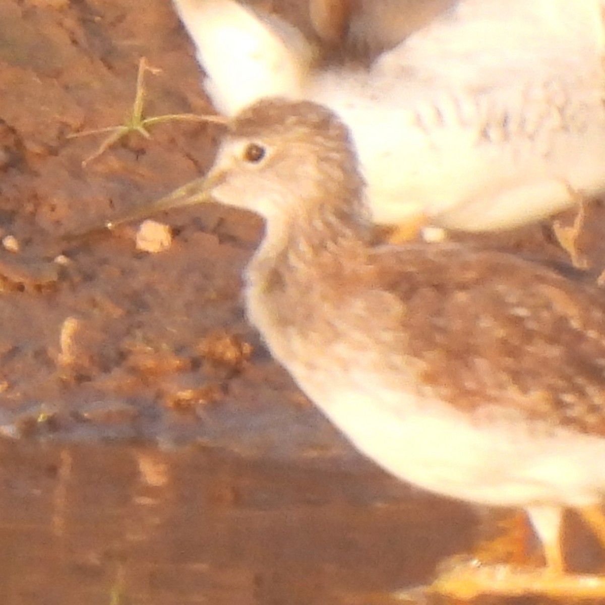 Lesser Yellowlegs - ML617972171