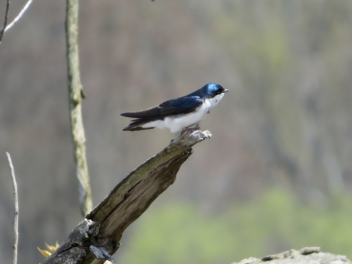 Golondrina Bicolor - ML617972172