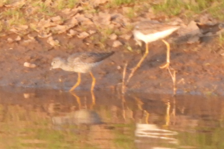 Lesser Yellowlegs - ML617972192