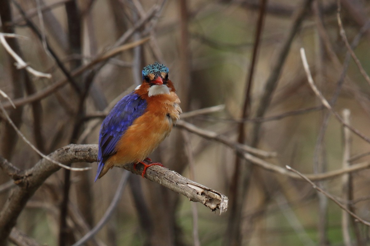 Malachite Kingfisher - ML617972203