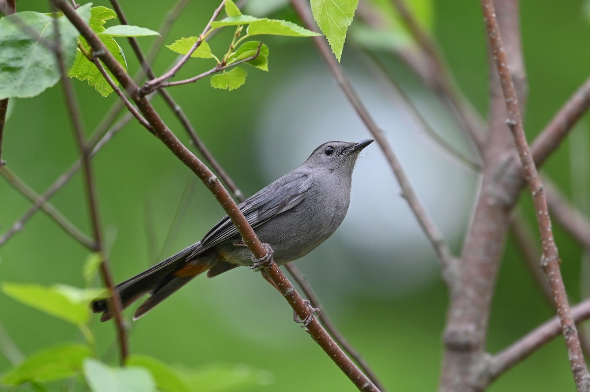 Pájaro Gato Gris - ML617972242