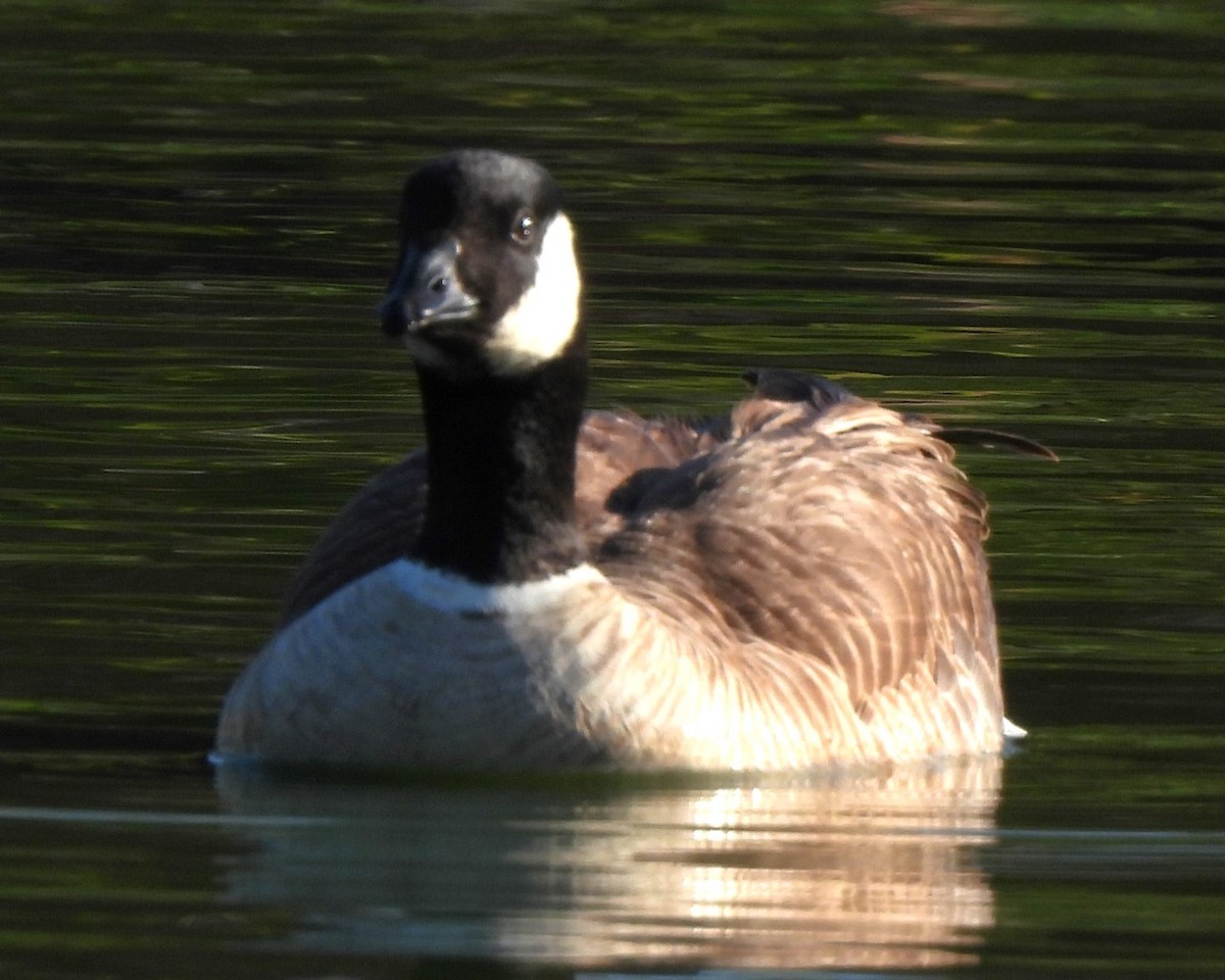 Cackling Goose - ML617972286