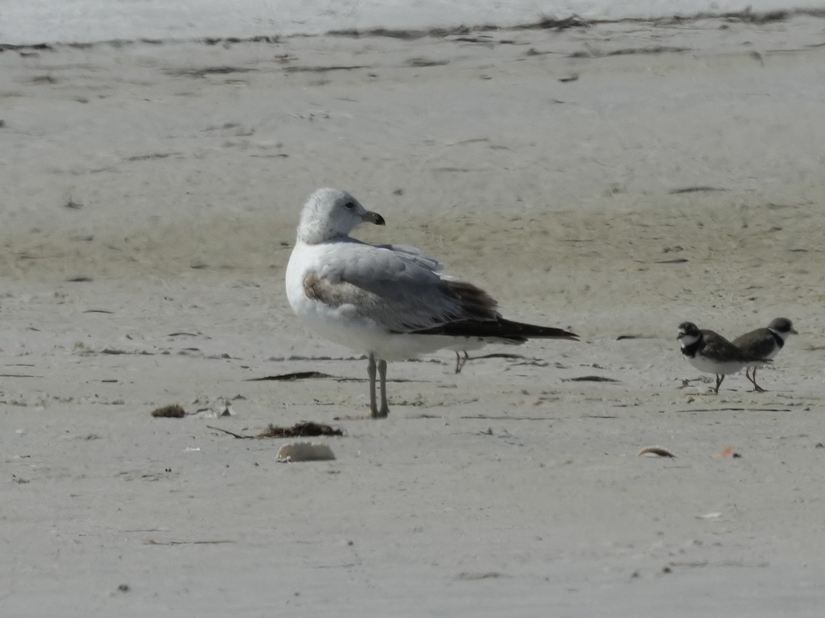 Ring-billed Gull - ML617972314