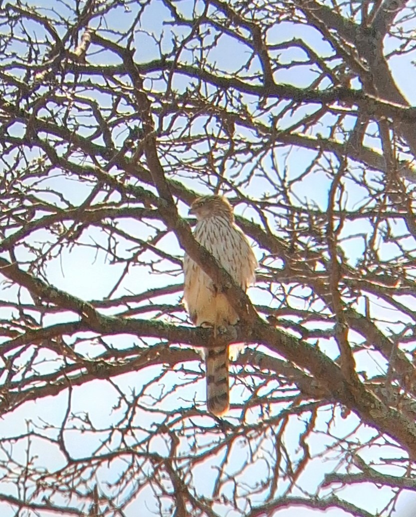 Cooper's Hawk - ML617972323