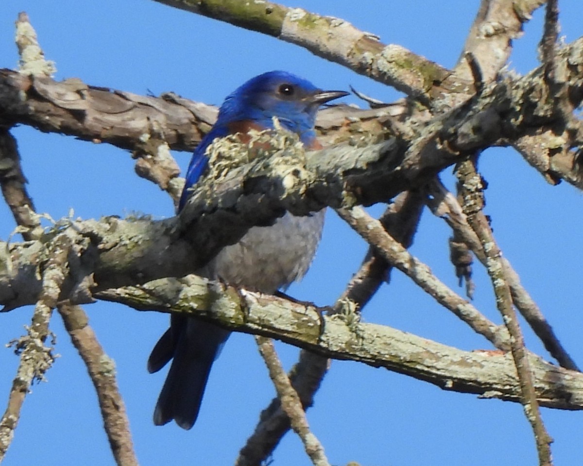 Western Bluebird - ML617972325