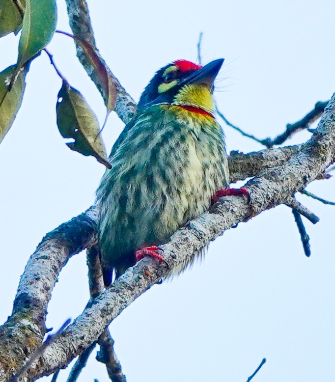 Coppersmith Barbet - ML617972326