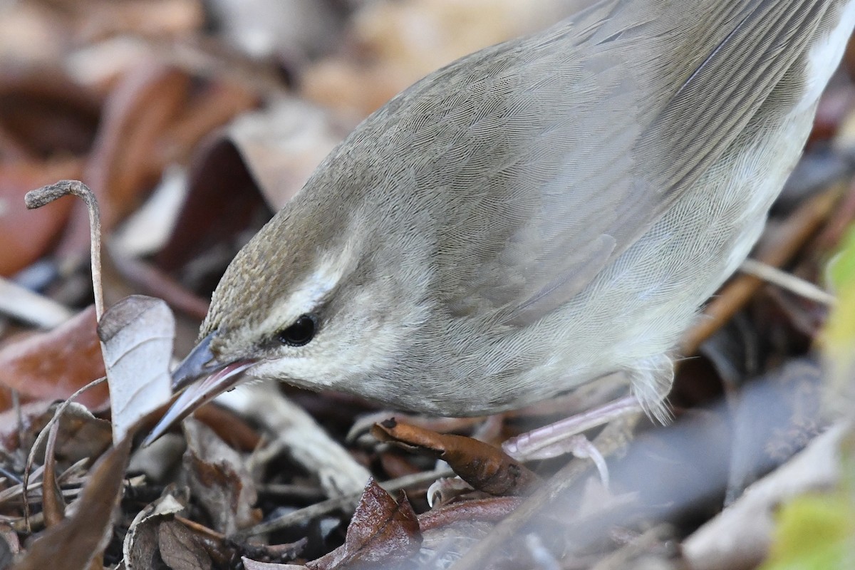 Swainson's Warbler - Tim Healy