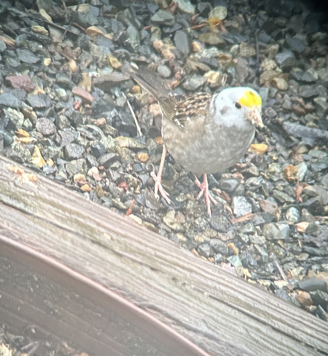 Golden-crowned Sparrow - Anders Price