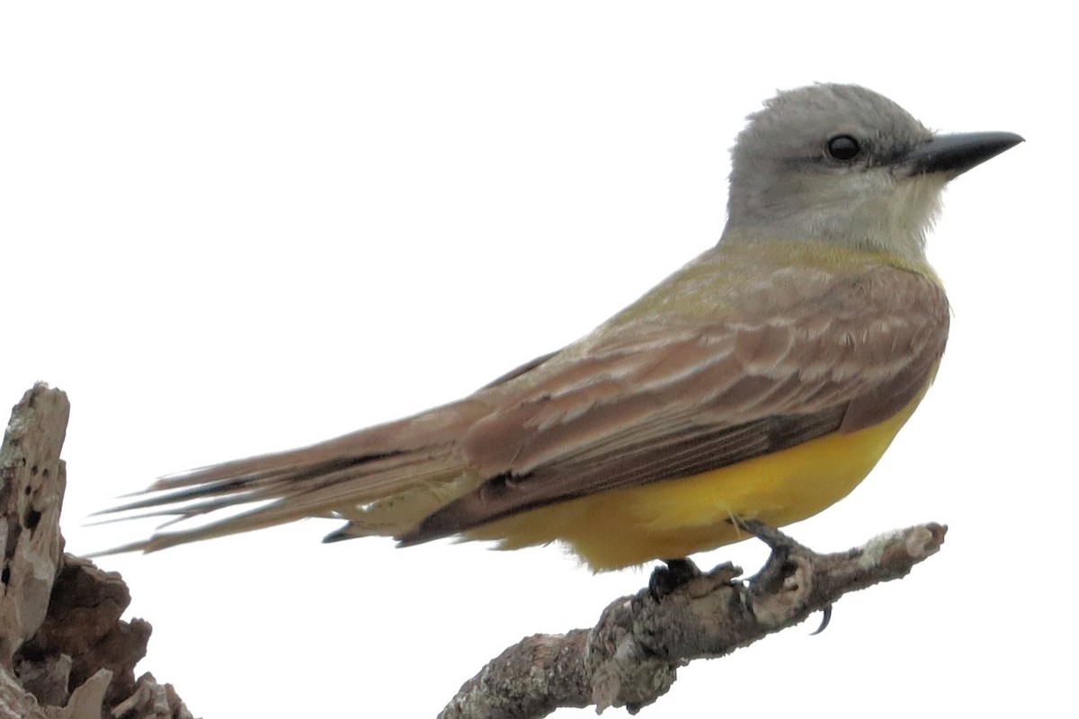 Couch's Kingbird - ML617972445