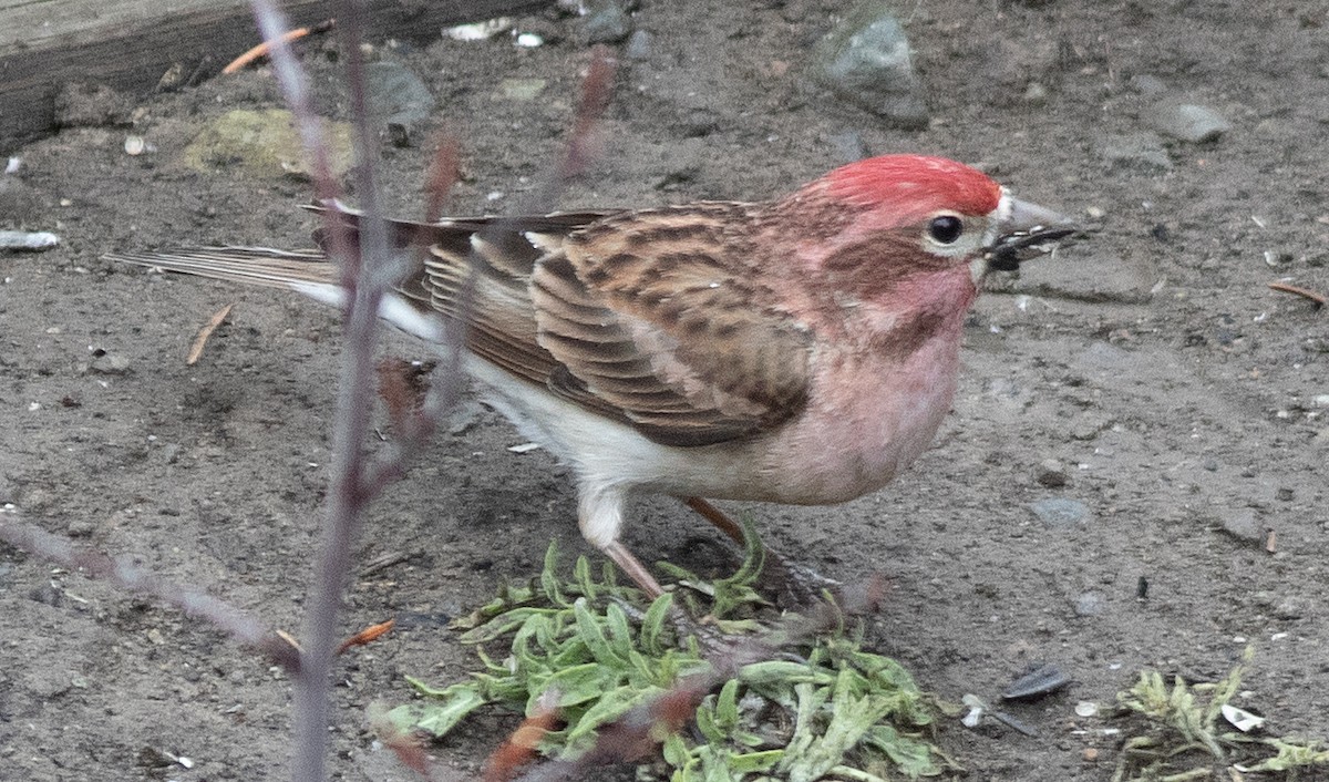 Cassin's Finch - ML617972453