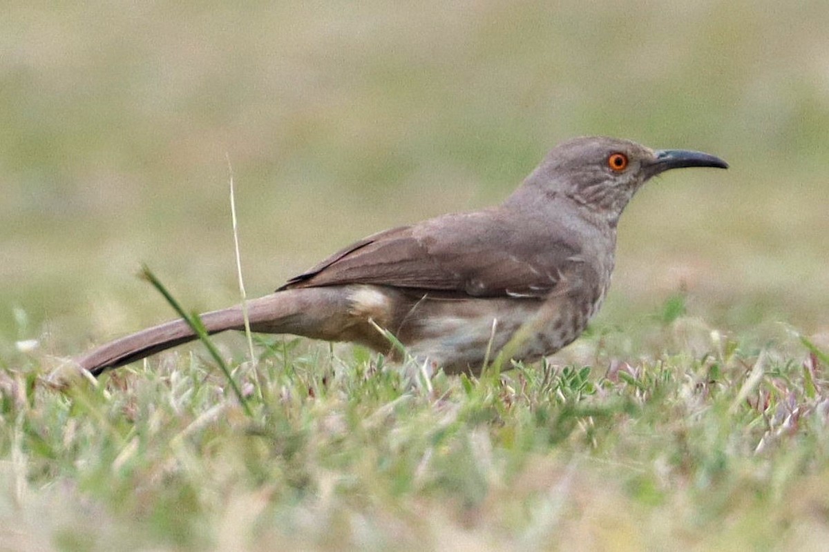 Curve-billed Thrasher - ML617972459