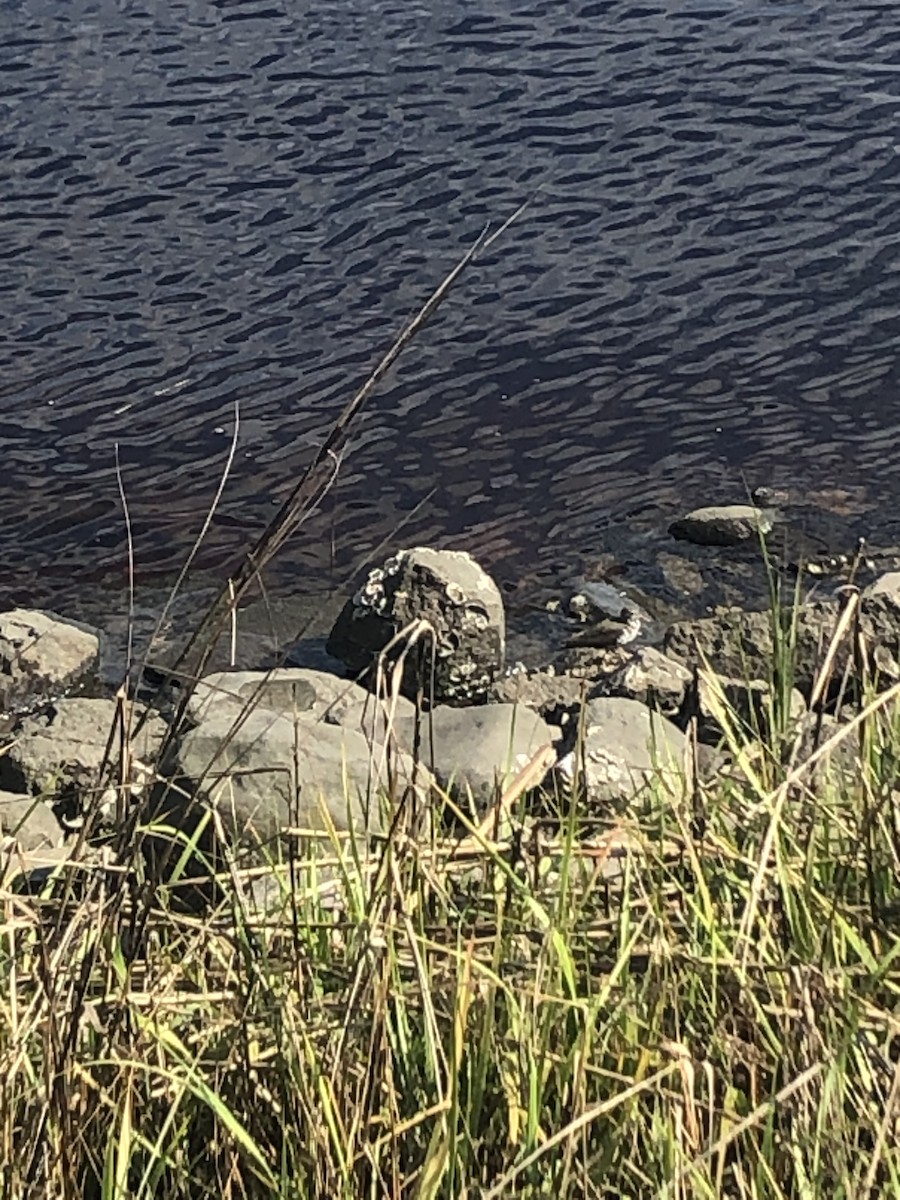 Spotted Sandpiper - ML617972483