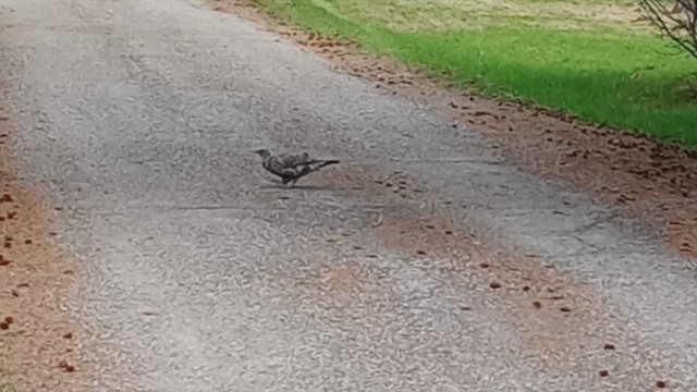 Dusky Grouse - ML617972510