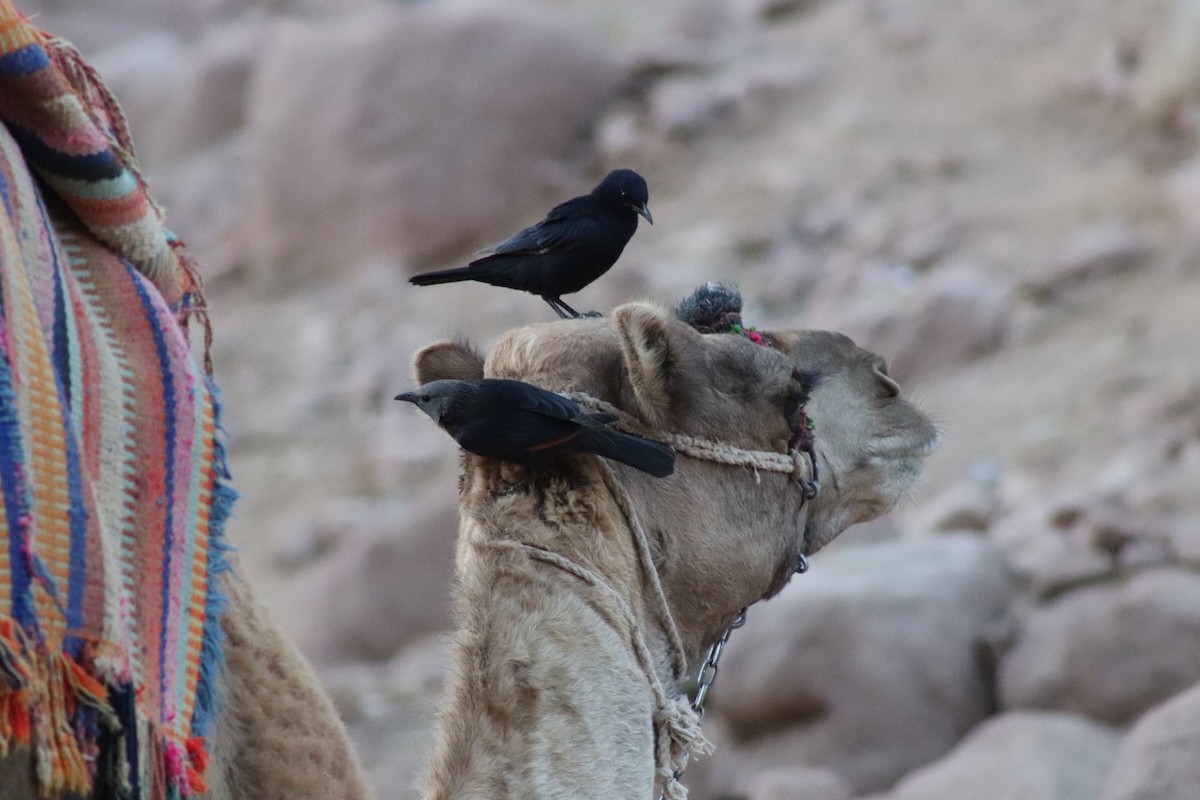 Tristram's Starling - ML617972569