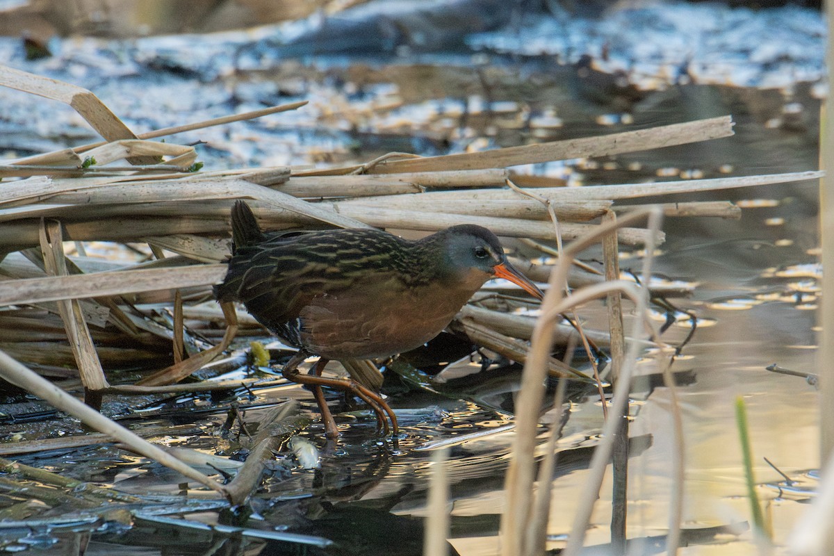 Virginia Rail - ML617972588