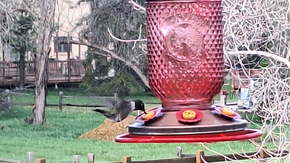Kara Boğazlı Kolibri - ML617972597