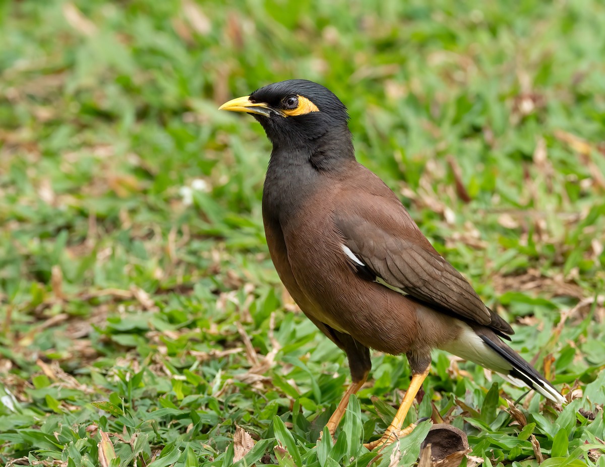 Common Myna - ML617972626