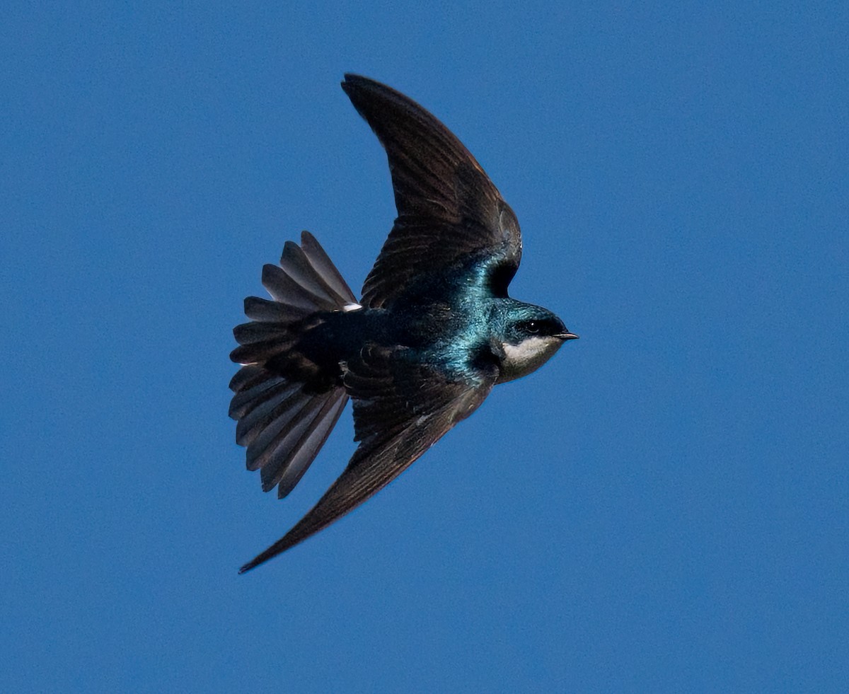 Tree Swallow - ML617972709