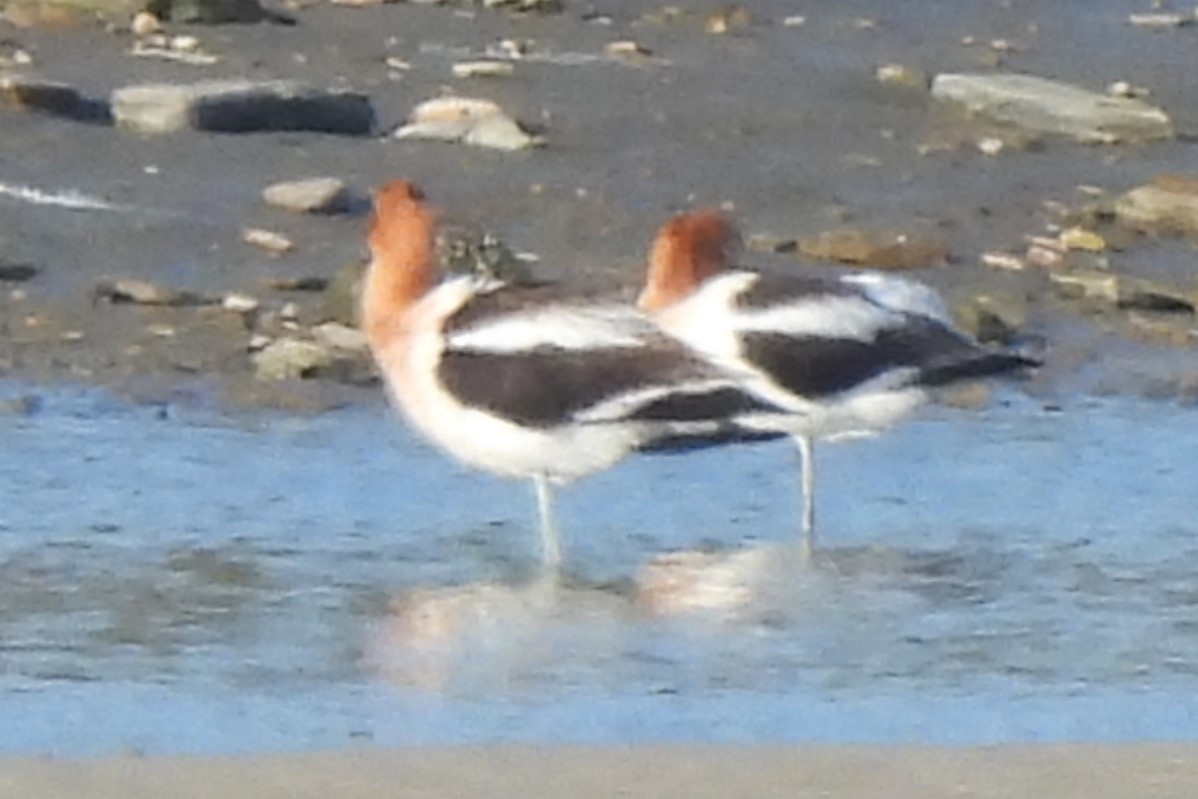 American Avocet - ML617972712