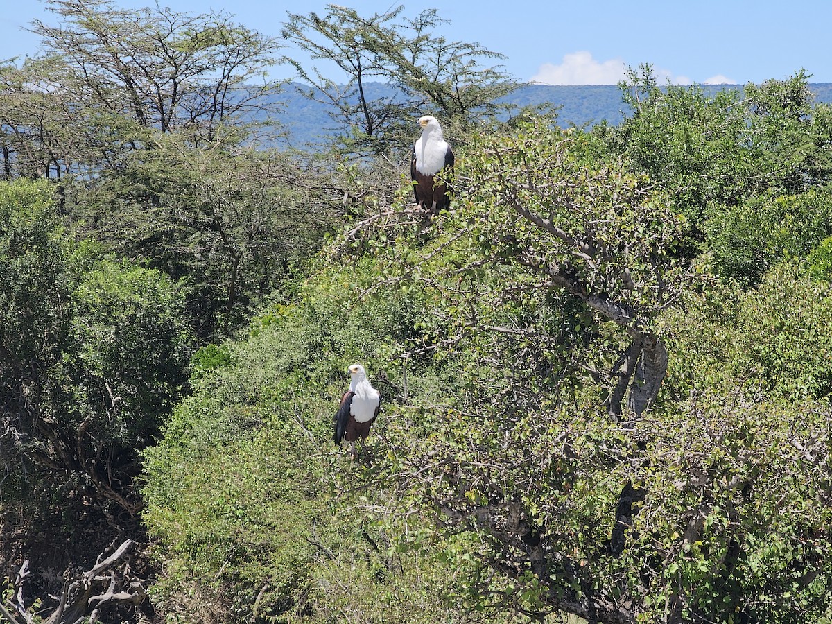 African Fish-Eagle - ML617972719