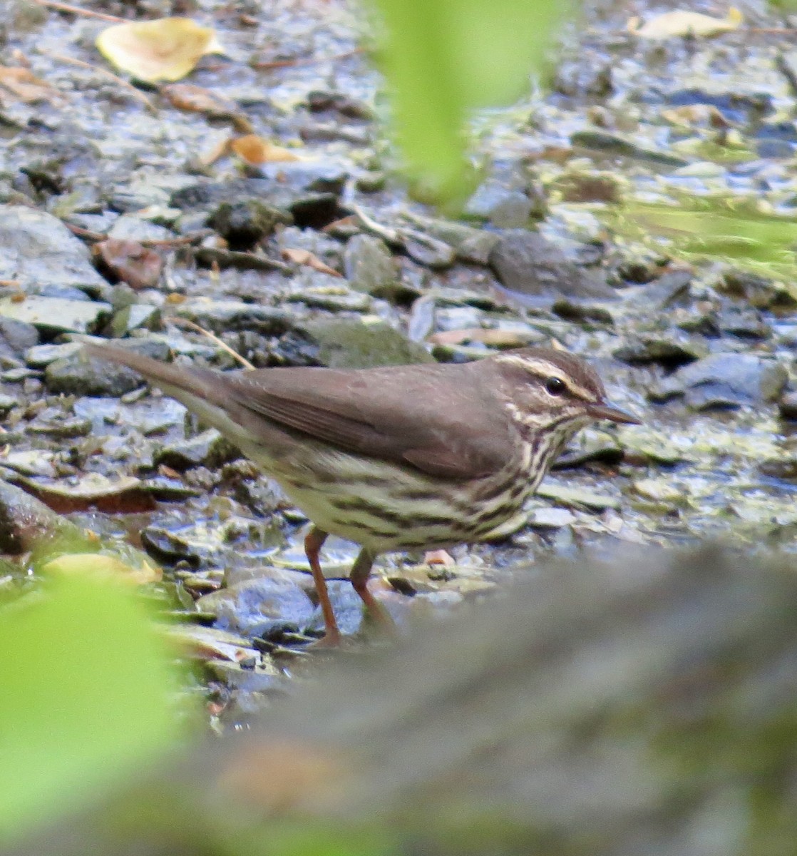 Northern Waterthrush - ML617972734