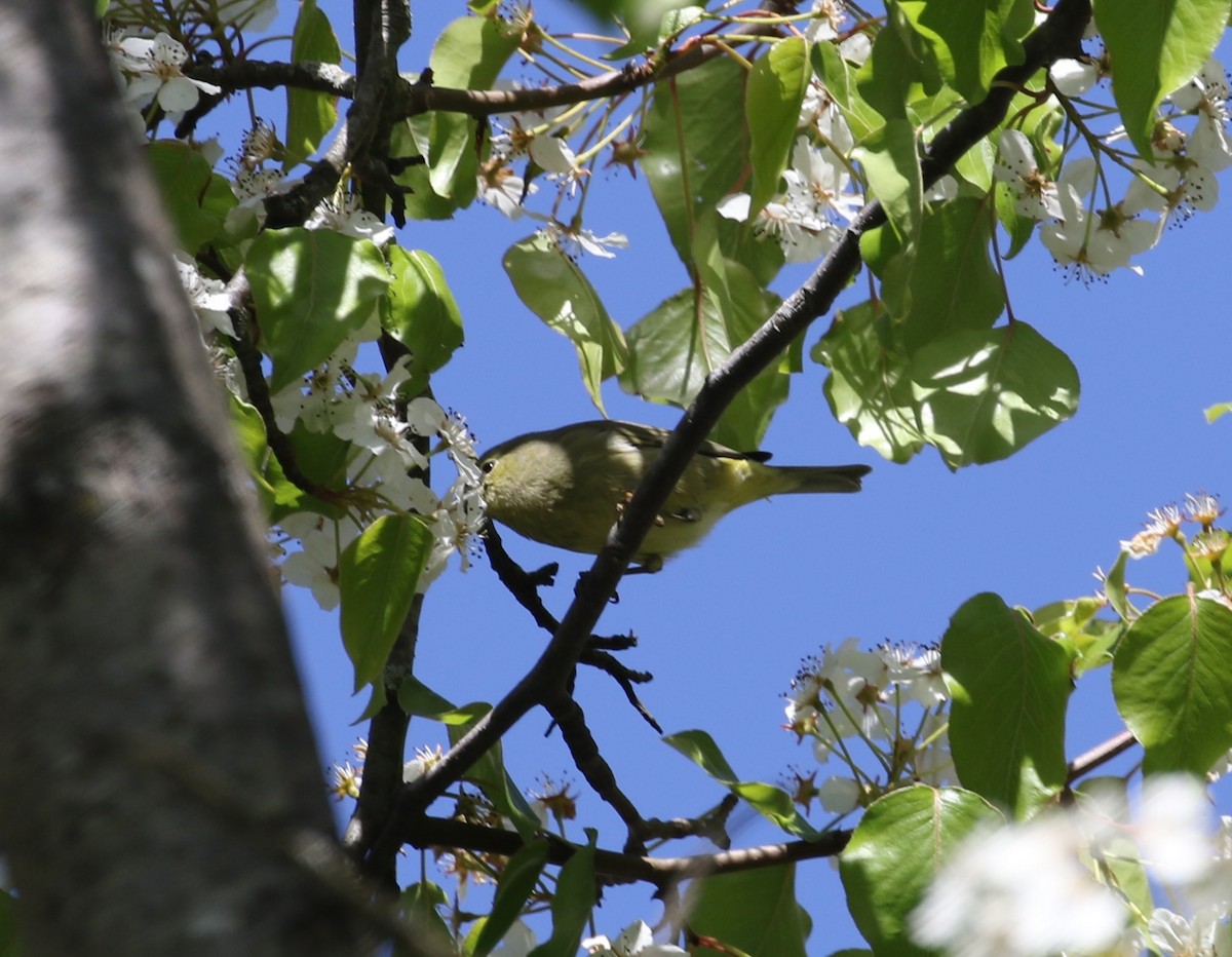 Orange-crowned Warbler - ML617972758