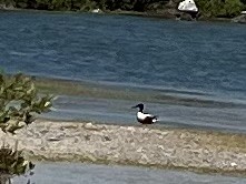 Northern Shoveler - Gaylee Dean