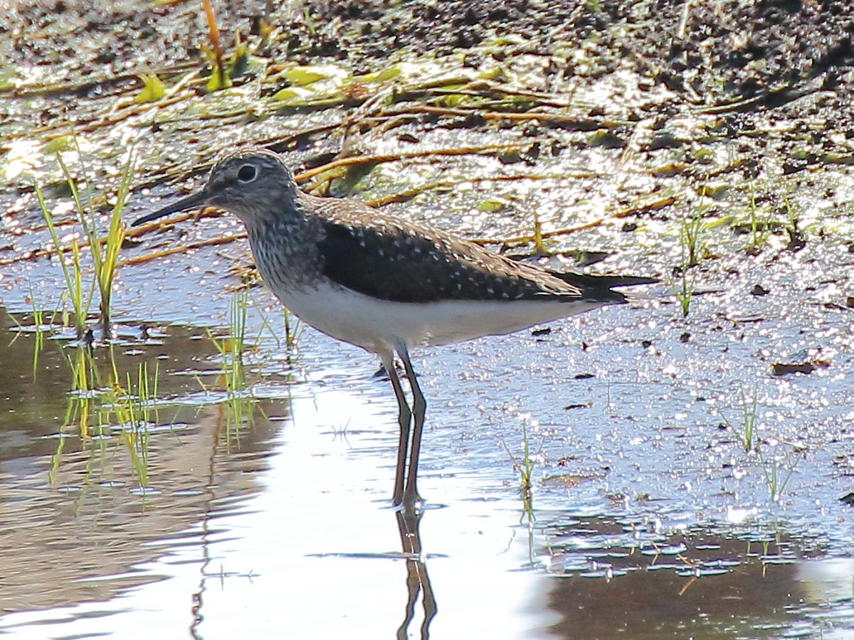 Solitary Sandpiper - ML617972772