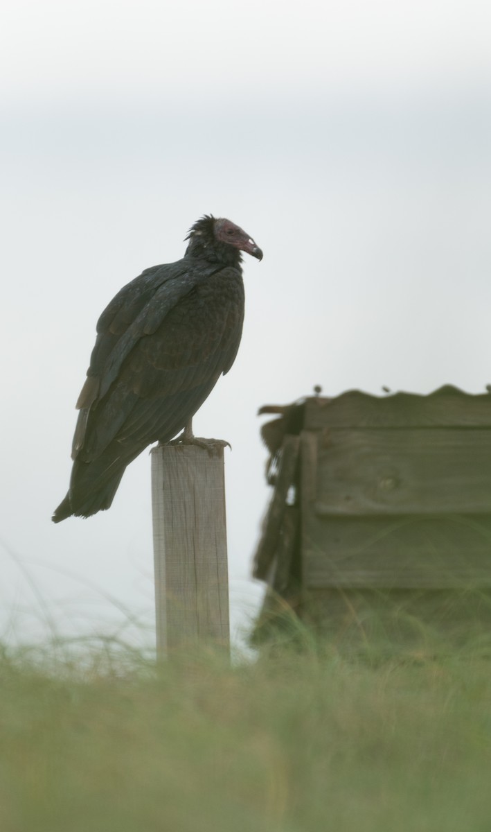 Turkey Vulture - ML617972796