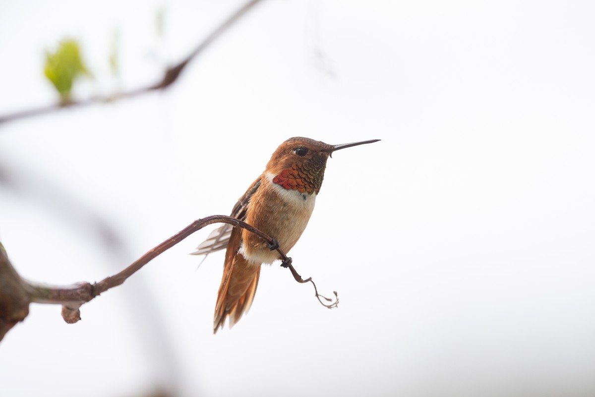 Rufous Hummingbird - ML617972797