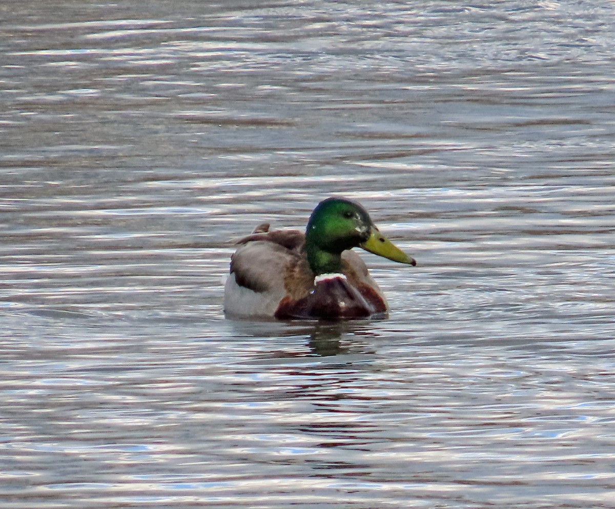 Mallard - JoAnn Potter Riggle 🦤