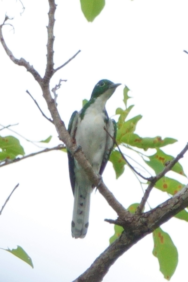 Klaas's Cuckoo - Carl Haynie