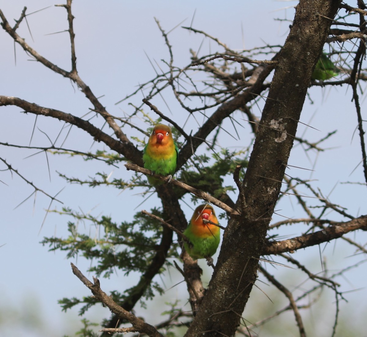 Fischer's Lovebird - ML617972829