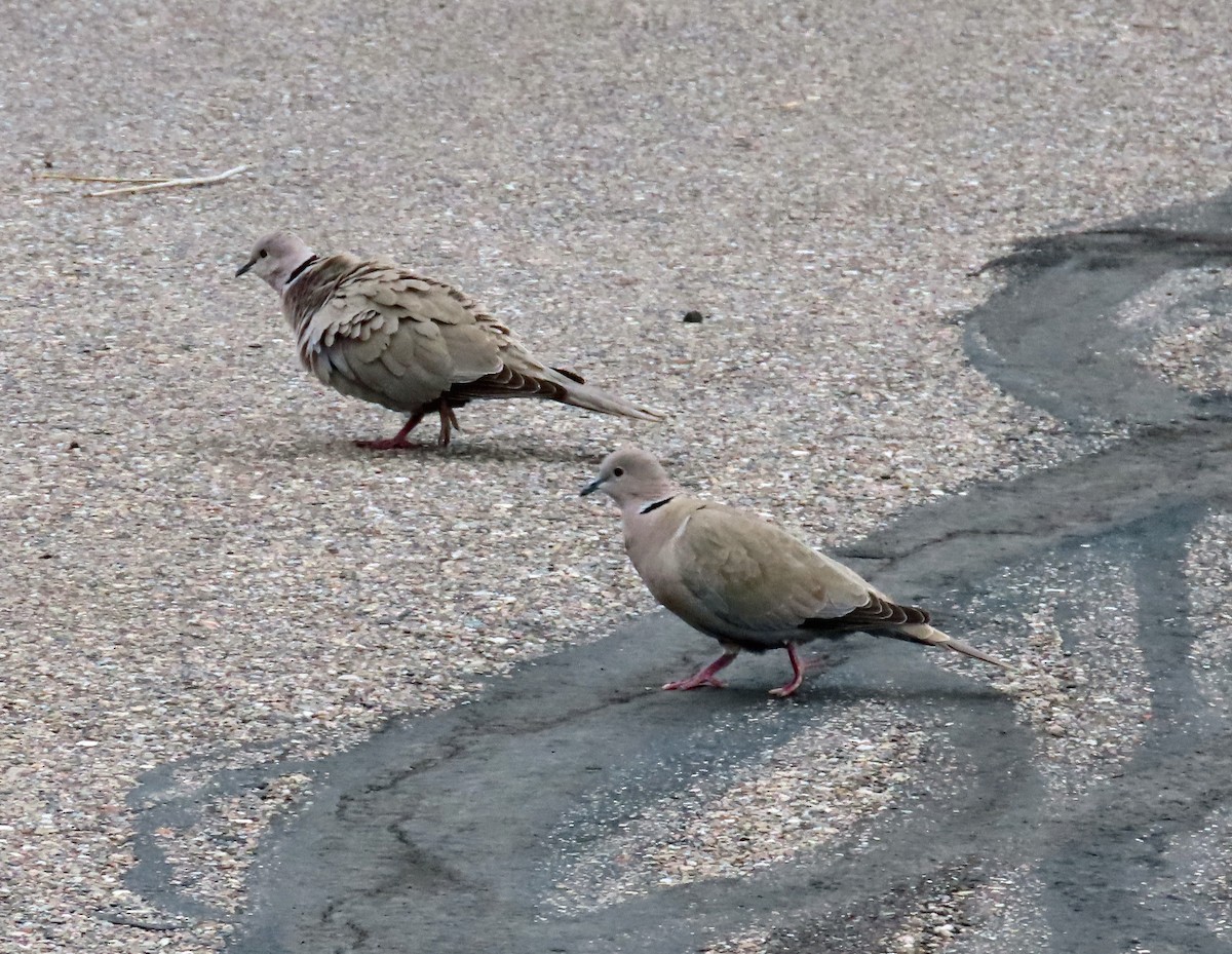 Eurasian Collared-Dove - ML617972880