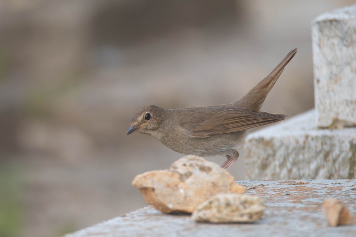 Thrush Nightingale - ML617972884