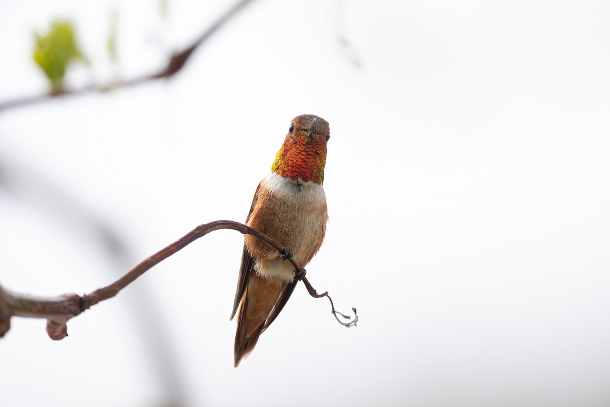 Rufous Hummingbird - ML617972895