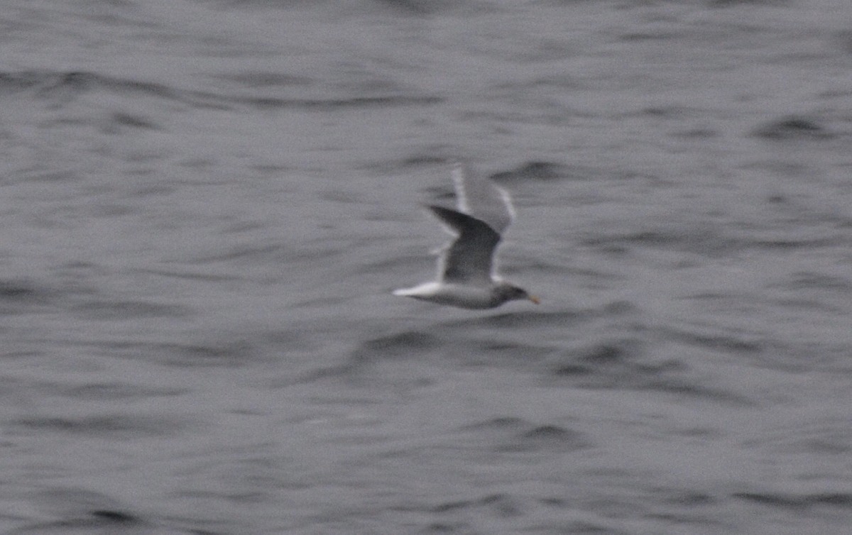 Glaucous-winged Gull - ML617972930