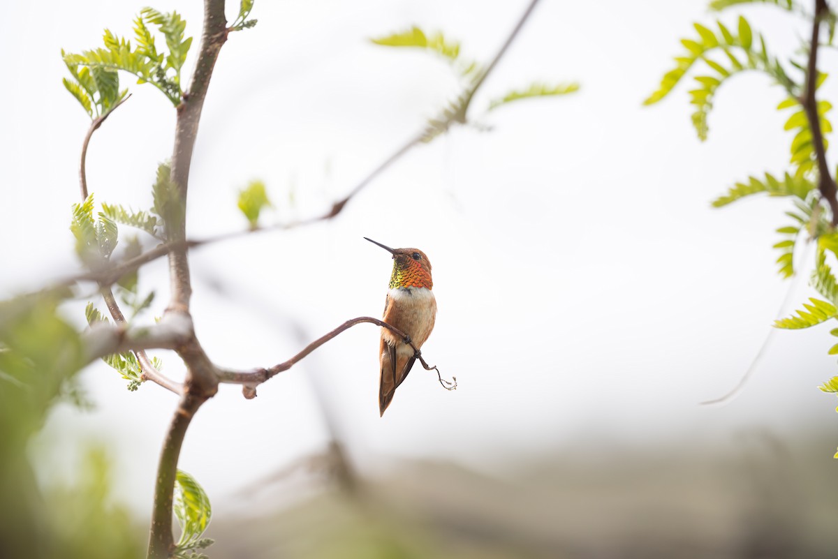 Rufous Hummingbird - ML617972936