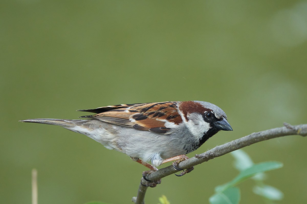 Moineau domestique - ML617972959