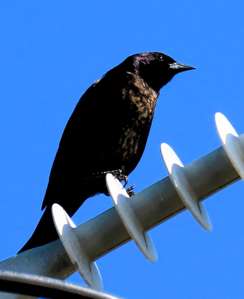 Shiny Cowbird - Susan Daughtrey